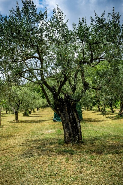 L'olio extravergine di oliva pugliese è rinomato per la sua qualità, con numerose DOP che ne certificano l'eccellenza