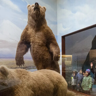 Nature walk and messages from the wilderness, exhibition view. Courtesy of Field Museum