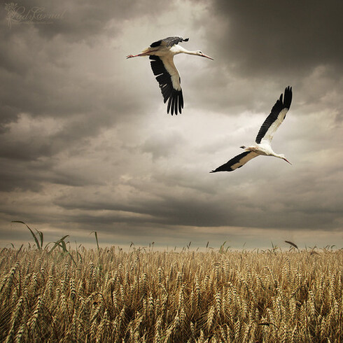 Freedom