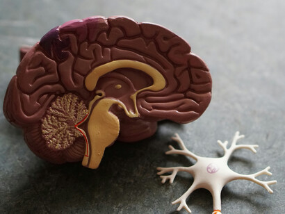 A terapia cognitivo-comportamental é eficaz na reestruturação de pensamentos disfuncionais e na alteração de circuitos neurais associados ao medo e à regulação emocional