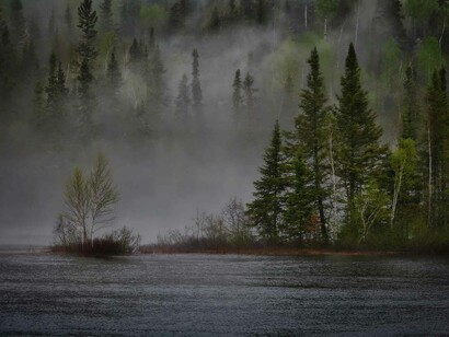 Even forests go through changes with their dueling battle with the climate as trees experience an alternate form depending on what comes their way