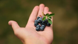 Hands gently holding a handful of fresh blueberries, a fruit packed with antioxidants and vitamins that support heart health, boost immunity, and promote overall wellbeing