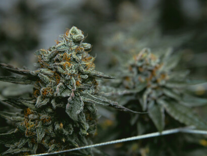 Lush cannabis plants thriving in a sunlit field