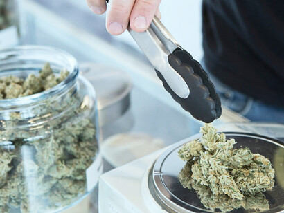 Green cannabis displayed on a round gray scale, highlighting medical cannabis production alongside innovative cold plasma and blockchain technologies
