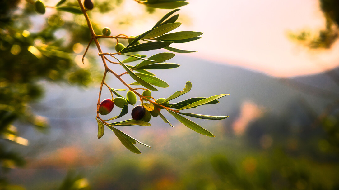One of Mediterranean food pillars is olive oil
