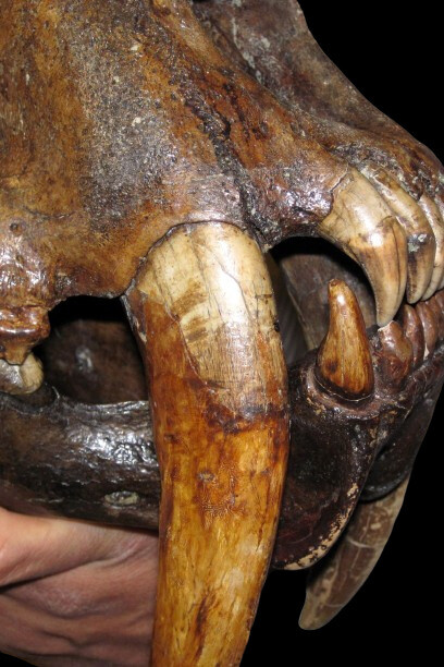 Tigres dentes-de-sabre: evolução e mistérios na caçada ancestral
