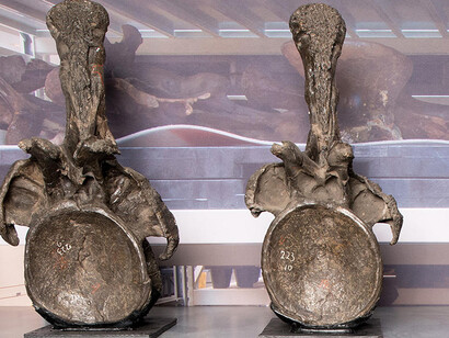 Miriam and Ira D. Wallach Orientation Center. Courtesy of American Museum of Natural History
