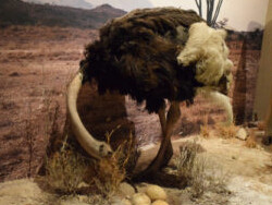 Hall of African Wildlife. Courtesy of Carnegie Museum of Natural History