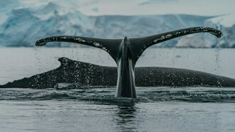 Atualmente os parentes mais próximos dos cetáceos (grupo formado pelas baleias e golfinhos) são os hipopótamos, ambos os *táxons* de animais parecem ter se separado seguindo evoluções diferentes há cerca de 55 milhões de anos no começo da era dos mamíferos, pouco depois da extinção dos dinossauros. Os cetáceos parecem ser parentes de pequenos mamíferos onívoros do tamanho de guaxinins, entre eles o mais bem conhecido pela ciência é o Indohyus que viveu no Himalaia. Os ossos do Indohyus indicam que não era um nadador muito hábil, mas como tinha ossos pesados poderia passar parte do tempo dentro de águas rasas tateando o leito de rios e lagos. Este pode ter sido o começo da evolução em direção aos mares