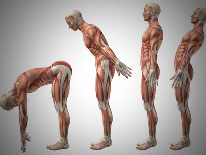 3D human body images featuring muscles, bones, and tissues to gain a deeper understanding of anatomy and physiology