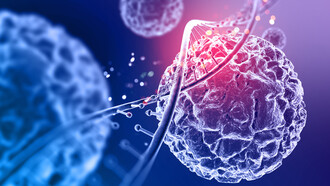 Larger and longer-lived organisms require more cumulative cell replications to build and maintain their tissues