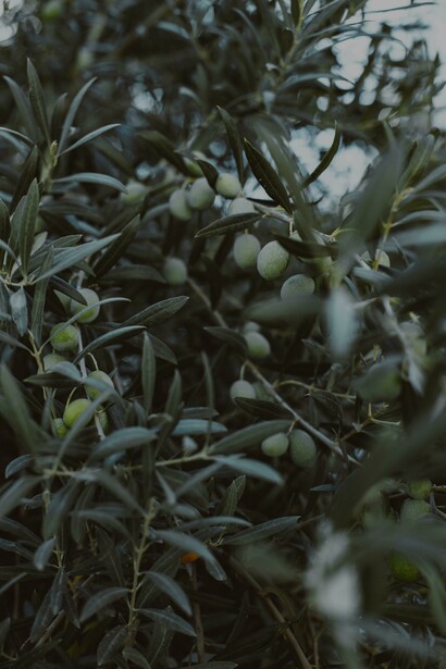 A manutenção regular das oliveiras é essencial para garantir uma floração adequada e uma colheita abundante
