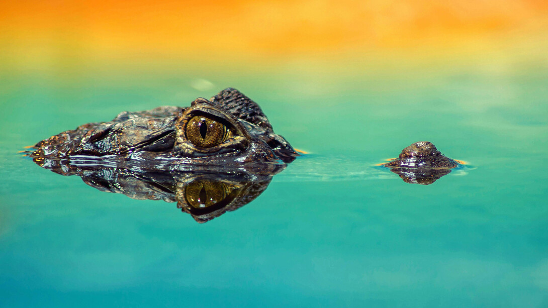 Durante milhões de anos, os crocodilos passaram por uma evolução surpreendente. De caçadores aquáticos a escaladores de árvores, esses animais se adaptaram a diversos habitats e sobreviveram a extinções que eliminaram outros grandes predadores