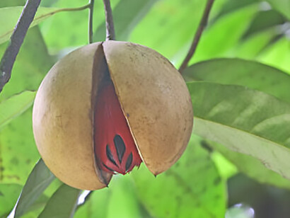 Experience the beauty of ripe nutmeg, ready for harvesting