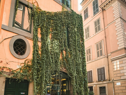 A large vine hangs from an old, well kept store