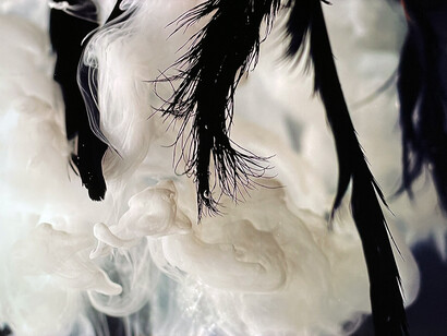 Patricia Olynyk, Black swan in three variations. Courtesy of Bruno David Gallery