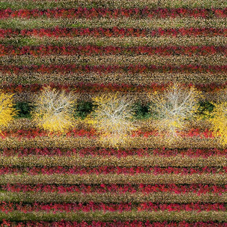 The Language of Trees. Courtesy of Galerie Photo12