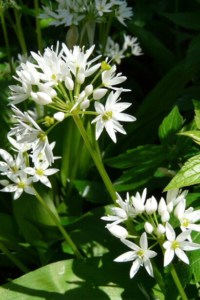 Aglio orsino (Allium ursinum)