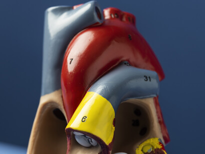 Close up of an anatomic heart cut view