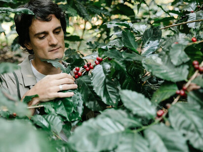 Amidst the tranquility of nature, a man harvests nutrient-rich berries, tapping into their antioxidant power for a healthier tomorrow