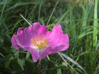 Rosa canina, fiore