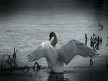 To follow the swan's flight into an empty
blue-gray sky not yet devoid of hope