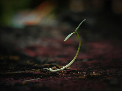 A freshly grown sapling