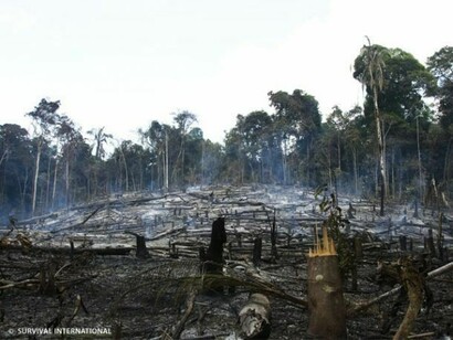 Deforestation is the greatest enemy of the Awá