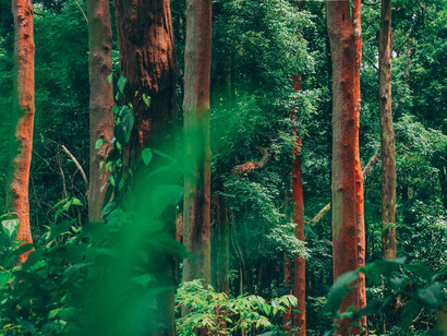 Paisaje selvático de la amazonia ecuatoriana