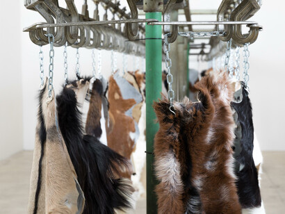 Anthony Olubunmi Akinbola, Western beef, exhibition view. Courtesy of Galerie Krinzinger