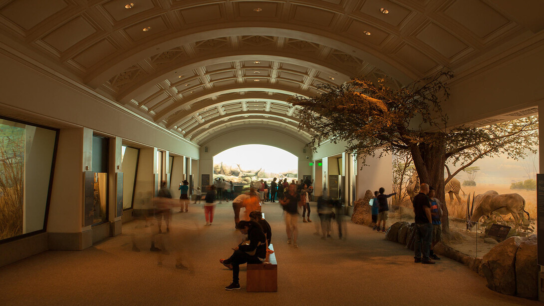 Tusher African Hall. Courtesy of California Academy of Sciences