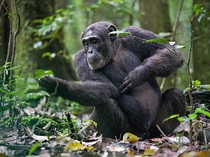 Un esemplare di Pan Troglodytes al Kibale Forest National Park, Uganda