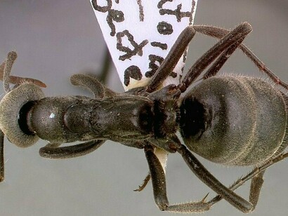 Visione dorsale di un formica Pachycondyla analis