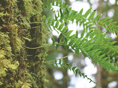 La naturaleza oxigena el penamiento