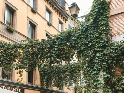 Vines clinging on to old building, like memories