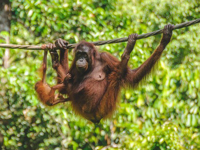If animals disappear because of our behaviour, we do not think that we should change course, but we shrug