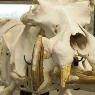 Museum Environment. Courtesy of Museum of Osteology