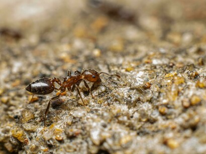 Formica intenta a esplorare il terreno