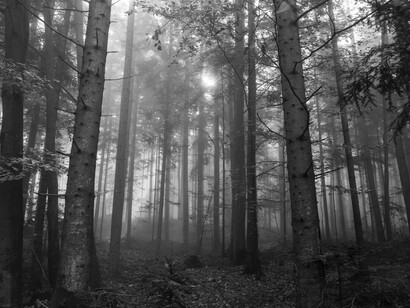 An old and foggy forest, sunshine barely passing through the trees