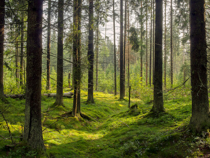 Il prezzo da pagare che il bosco ha chiesto a tutti i presenti per il suo attraversamento è il linguaggio verbale