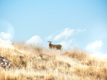Sheep farming