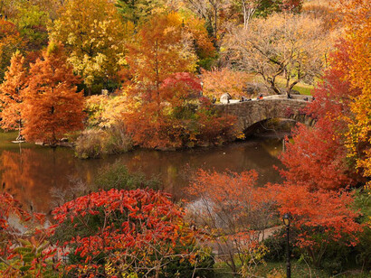 The warm hues of autumn foliage create a serene escape in the heart of New York City, reminding us of the beauty that thrives amidst the urban landscape