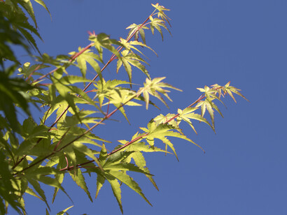 Entenda como as pausas podem ser usadas para potencializar a criatividade e o bem-estar no cotidiano agitado. Ávore Acer Palmatum