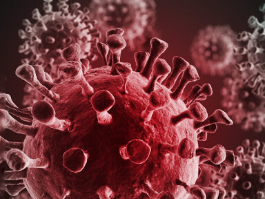 The "new kingdom": Coronavirus and bats