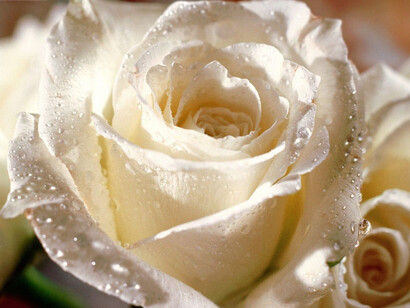Profumo di rosa bianca
