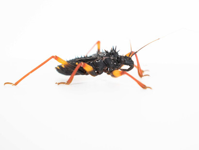 Horrid king assasin bug (Psytalla horrida). Courtesy of Canadian Museum of Nature. Photo by Callum Ramsay