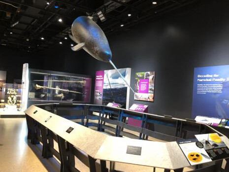 Narwhal: Revealing an Arctic Legend. Courtesy of Smithsonian's National Museum of Natural History