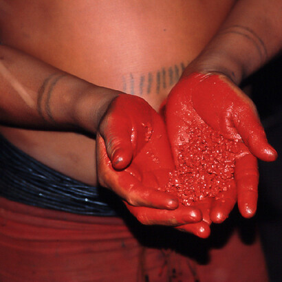 Jenipapo, semente amazônica que solta uma forte coloração e é aproveitada para pinturas em rituais indígenas