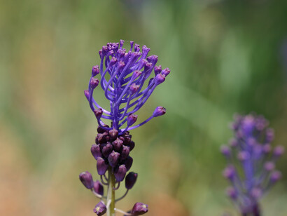 Infiorescenza di Muscari comosum