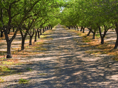 Microriego utilizado en un huerto de almendros en California, EE.UU.
Es lindo pensar que podemos explorar alternativas, tejer nuevas redes y encontrar otras formas de sostenernos en este sistema que se cae lentamente